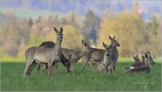 <p>SRNEC OBECNÝ (Capreolus capreolus) Šluknovsko - Jiříkov /European roe deer - Reh/</p>